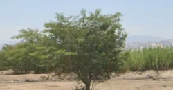 Terreno en venta Yajasi, Pueblo Nuevo, Ica, Perú