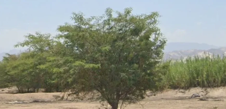 Terreno en venta Yajasi, Pueblo Nuevo, Ica, Perú