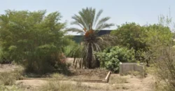 Terreno en venta Yajasi, Pueblo Nuevo, Ica, Perú